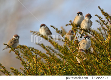 A flock of winter sparrows bathing in the morning sun at Odai-numa in Betsukai-cho, Hokkaido 125955524