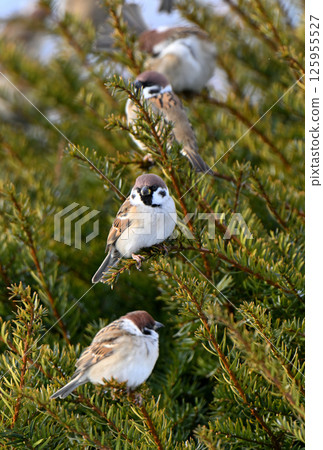 A flock of winter sparrows bathing in the morning sun at Odai-numa in Betsukai-cho, Hokkaido A flock of winter sparrows bathing in the morning sun at Odai-numa in Betsukai-cho, Hokkaido 125955527
