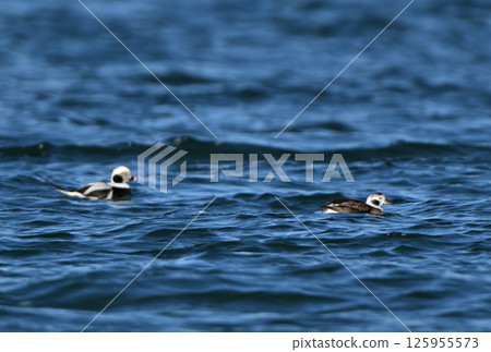 A flock of wild ducks swimming in Notsuke Bay, Hokkaido A flock of wild ducks swimming in Notsuke Bay, Hokkaido 125955573