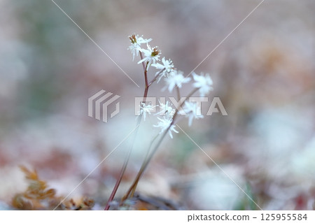 黃連花:一種成簇盛開的美麗春季野花。 黃連花:一種成簇盛開的美麗春季野花。 125955584