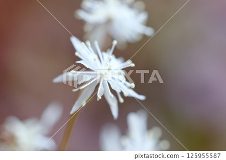 黃連花：日本特有的花種，早春開白色花朵 125955587