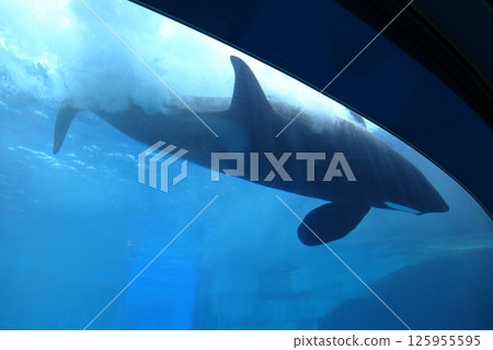 Killer whales swimming in an aquarium (Nagoya Port Aquarium, Nagoya City, Aichi Prefecture) 125955595