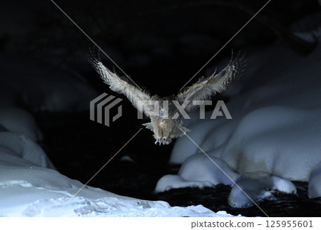 A spotted owl descends onto a snowy stream in Rausu on the Shiretoko Peninsula in Hokkaido A spotted owl descends onto a snowy stream in Rausu on the Shiretoko Peninsula in Hokkaido 125955601