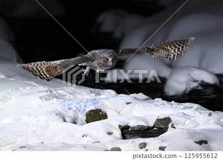 A spotted owl takes off from a snow-covered stream in Rausu on the Shiretoko Peninsula in Hokkaido A spotted owl takes off from a snow-covered stream in Rausu on the Shiretoko Peninsula in Hokkaido 125955612