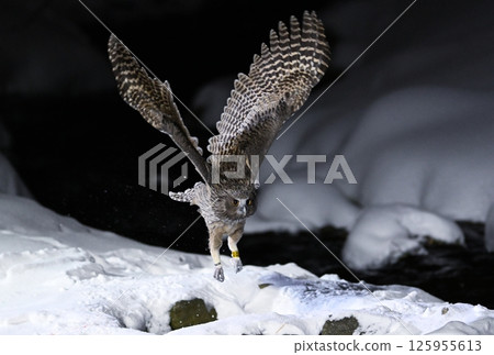 A spotted owl takes off from a snow-covered stream in Rausu on the Shiretoko Peninsula in Hokkaido 125955613