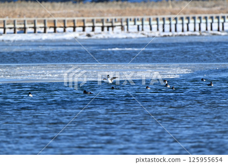 A flock of mallards swimming in Lake Furen in Nemuro, Hokkaido in winter A flock of mallards swimming in Lake Furen in Nemuro, Hokkaido in winter 125955654
