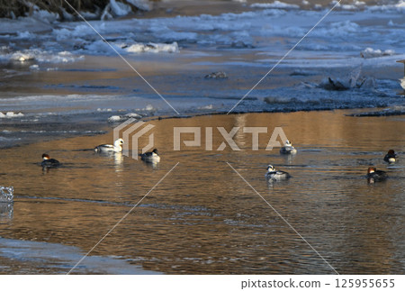 A flock of smarrowhawks taking a rest during their winter migration at the mouth of a river in the Tokachi region of Hokkaido 125955655