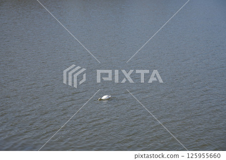 Diving white swan at lake in European Goczalkowice town at Silesian district in Poland 125955660