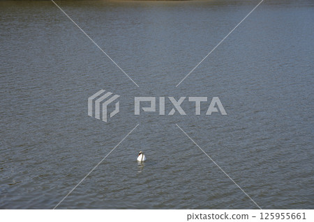 A white swan at lake in European Goczalkowice town at Silesian district in Poland A white swan at lake in European Goczalkowice town at Silesian district in Poland 125955661