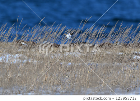 A snow bunting eating the seeds of sea garlic (Garlic officinalis) on a snowy day in Notsuke Peninsula, Hokkaido A snow bunting eating the seeds of sea garlic (Garlic officinalis) on a snowy day in Notsuke Peninsula, Hokkaido 125955712