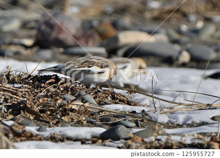 Snow Bunting searches for food on the snowy beach of Hokkaido's Notsuke Peninsula 125955727