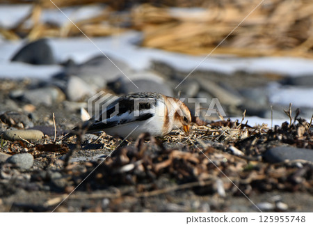 雪鹀在北海道野付半島的雪灘上尋找食物 125955748