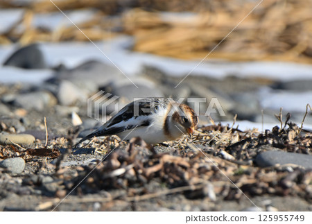 Snow Bunting searches for food on the snowy beach of Hokkaido's Notsuke Peninsula 125955749
