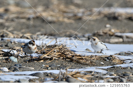Snow Bunting searches for food on the snowy beach of Hokkaido's Notsuke Peninsula 125955763