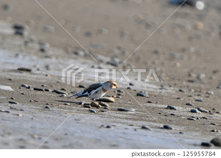 雪鹀在北海道野付半島的冬季沙灘上尋找食物 125955784