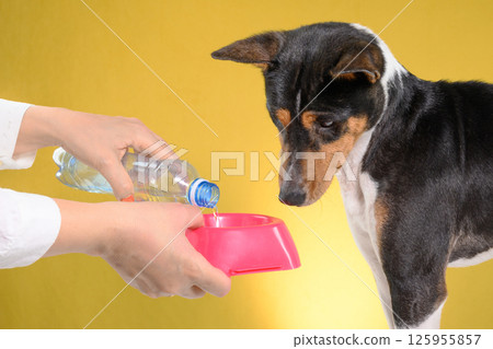Thirsty Dog Basenji Watches Fresh Water Being Poured 125955857
