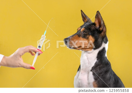 Pet Basenji Dog Receives Important Medical Injection From Doctor 125955858