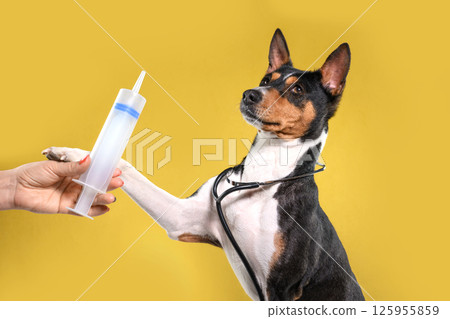 Veterinarian Carefully Injects Liquid Medicine on yellow background to Basenji Dog. Treatment of animals in clinic 125955859