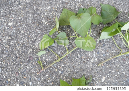 甘藷葉 甘藷葉 125955895