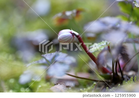 Baika Coptis flower: an attractive and pretty wild flower found in the mountains in spring 125955900