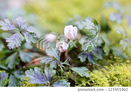 Baika Coptis flower: an attractive and pretty wild flower found in the mountains in spring Baika Coptis flower: an attractive and pretty wild flower found in the mountains in spring 125955902
