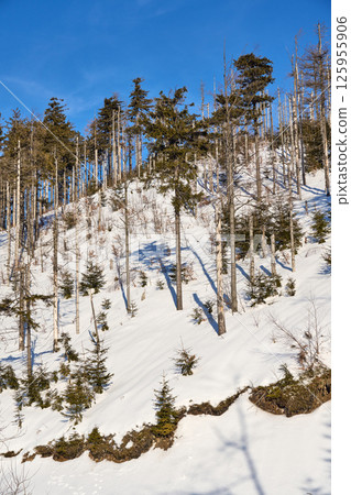 Snowy slope with trees in Silesian Beskid on Bialy Krzyz in Poland - vertical Snowy slope with trees in Silesian Beskid on Bialy Krzyz in Poland - vertical 125955906