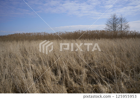 Landscape with reed in Goczalkowice town at Silesian in Poland Landscape with reed in Goczalkowice town at Silesian in Poland 125955953