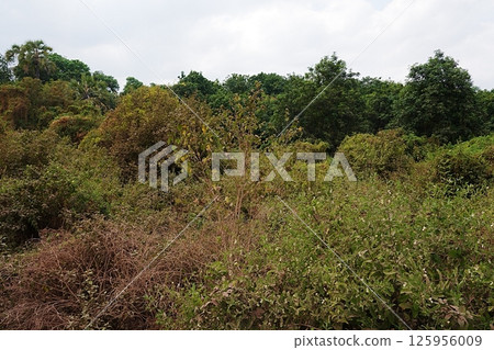 Bush in African Lake Manyara National Park in Arusha region in TANZANIA 125956009