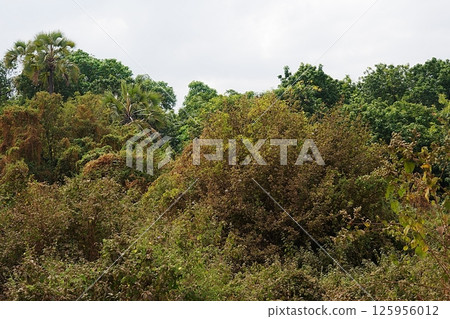 Woodland in African Lake Manyara National Park in Arusha region in TANZANIA 125956012