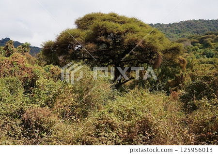 Tropical trees in African Lake Manyara National Park in Arusha region in TANZANIA Tropical trees in African Lake Manyara National Park in Arusha region in TANZANIA 125956013