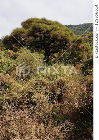 Exotic trees in African Lake Manyara National Park in Arusha region in TANZANIA - vertical 125956014