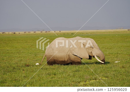 African bush elephant in wetlands on savanna in Amboseli National Park in Kenya 125956020