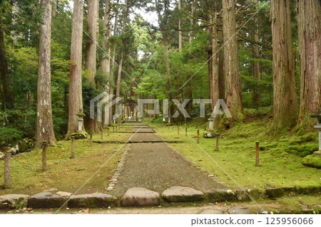 The approach to the inside of the forest The approach to the inside of the forest 125956066
