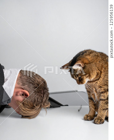 受薪者向貓道歉 受薪者向貓道歉 125956139