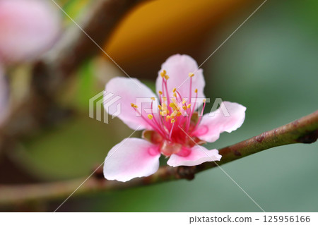 Closeup peach flower 125956166