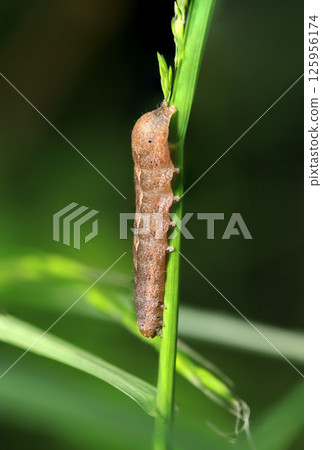 A brown sawtooth moth larva with a big tail on a grass stem (strobe macro photography in natural environment) A brown sawtooth moth larva with a big tail on a grass stem (strobe macro photography in natural environment) 125956174