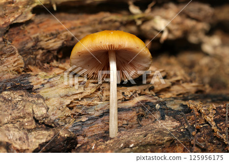 可以看到橙色假單胞菌蘑菇的底部和菌褶（自然環境中的微距閃光燈攝影） 125956175