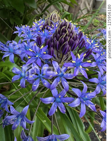 我拍攝了一張藍色百子蓮花的照片。 我拍攝了一張藍色百子蓮花的照片。 125956180