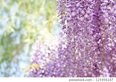 Landscape with wisteria flowers, shining Landscape with wisteria flowers, shining 125956187