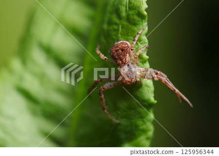 A brown-mottled crab spider on a fresh green leaf (macro strobe photography in natural environment) A brown-mottled crab spider on a fresh green leaf (macro strobe photography in natural environment) 125956344