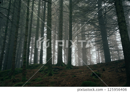 Misty forest at Mount Floyen, Bergen Misty forest at Mount Floyen, Bergen 125956406