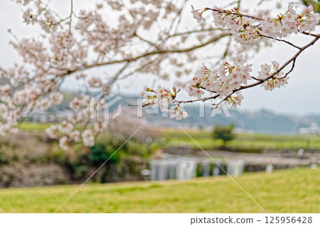 Cherry blossoms at Harajiri Falls① 125956428