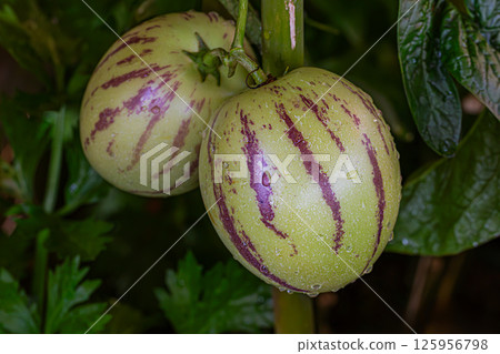 Fresh pepino melon Fresh pepino melon 125956798