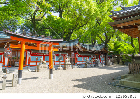 Kukimoto Shrine - The main hall surrounded by fresh greenery Kukimoto Shrine - The main hall surrounded by fresh greenery 125956815