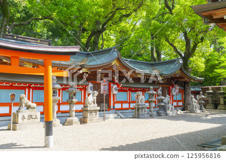 Kukimoto Shrine - The main hall surrounded by fresh greenery Kukimoto Shrine - The main hall surrounded by fresh greenery 125956816