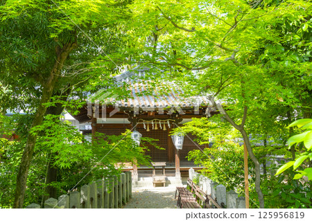 Kumagaya Shrine: Tamurado (ancestral shrine) surrounded by fresh greenery Kumagaya Shrine: Tamurado (ancestral shrine) surrounded by fresh greenery 125956819