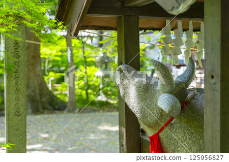 桑田神社：被新綠環繞的神牛 125956827