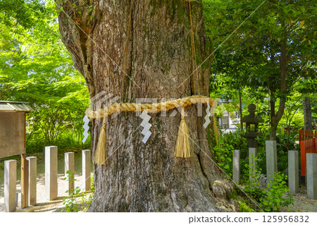 Kusu (sacred tree) at Kuwata Shrine Kusu (sacred tree) at Kuwata Shrine 125956832