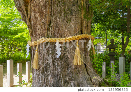 桑田神社的楠（神樹） 125956833