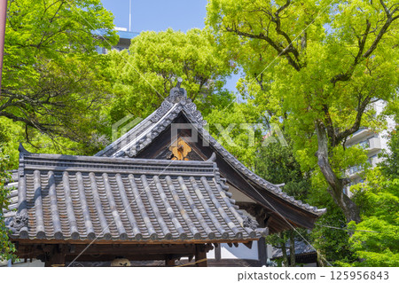 Kuwata Shrine - The grounds are surrounded by fresh greenery 125956843